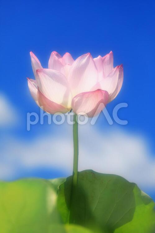 美しいハスの花_ソフトイメージ ハス,はす,蓮の写真素材