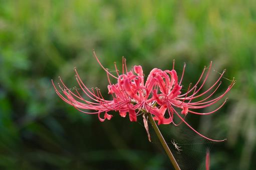 田んぼの中の彼岸花 田んぼの中の彼岸花の写真