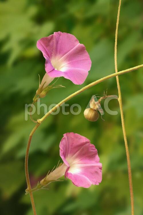 朝顔と種 アサガオ,花,種の写真素材