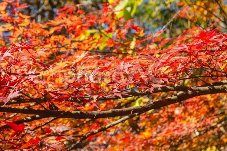 城峯公園　紅葉風景　紅葉　もみじ 城峯公園,紅葉,もみじの写真素材