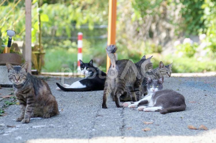 猫の群れがリラックスしてくつろいでいる 猫,群れ,野良猫の写真素材