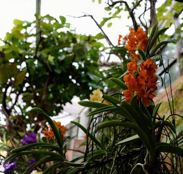 オレンジランの写真