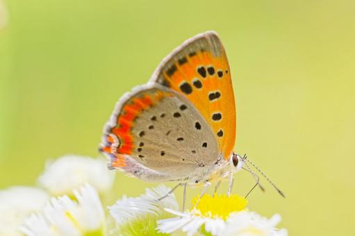 ハルジオンの蜜を吸うベニシジミ ハルジオンの蜜を吸うベニシジミ ベニシジミ,チョウ,蝶の写真素材
