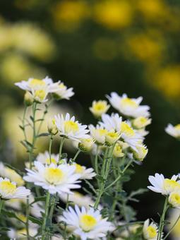 菊 菊 菊,菊の花,キクの写真素材