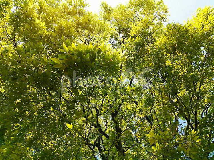 新緑のケヤキ　初夏イメージ 日差し,ケヤキ,木の写真素材