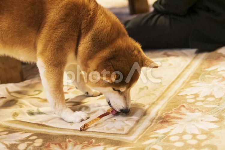 おやつを夢中になってワイルドに食べる柴犬 柴犬,しばいぬ,日本犬の写真素材