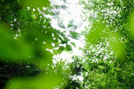 新緑の木々の葉の間から差し込む木漏れ日 木漏れ日,新緑,葉の写真素材