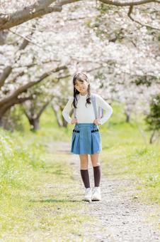桜並木の下を歩く小学生 桜並木の下を歩く小学生 小学生,桜,女性の写真素材