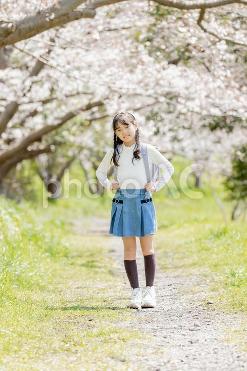 桜並木の下を歩く小学生 小学生,桜,女性の写真素材