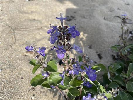 Vitex rotundifolia ハマゴウ,はまごう,單葉蔓荊の写真素材