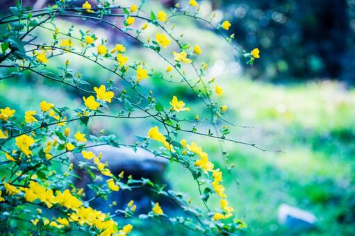 花 花の写真