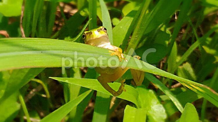 アマガエルと葉っぱ アマガエル,葉っぱ,かえるの写真素材