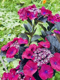 紫陽花 紫陽花,アジサイ,あじさいの写真素材