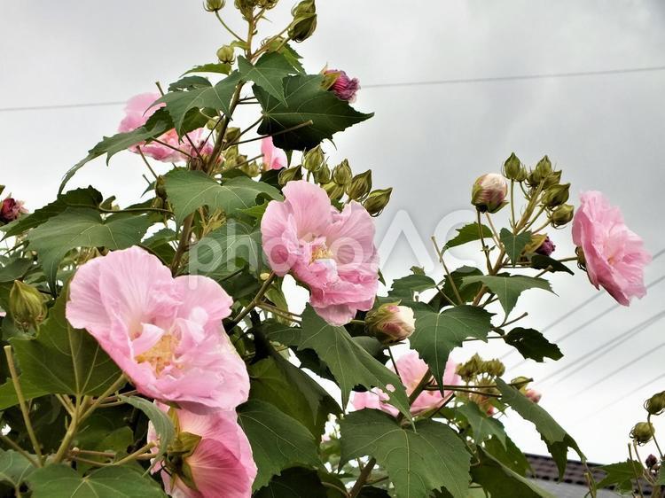 秋晴れの空を待つ酔芙蓉の花々 酔芙蓉,スイフヨウ,スイフヨウの花の写真素材