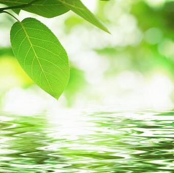 Waterside and sun leaves, naturalne, zielony, tło, JPG