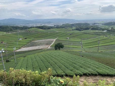 茶畑 茶畑の写真