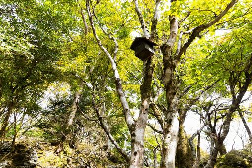 鳥の木箱 鳥の木箱 緑,植物,山の写真素材