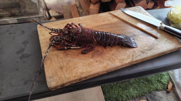 まな板の上の伊勢海老 伊勢海老,海老,エビの写真素材