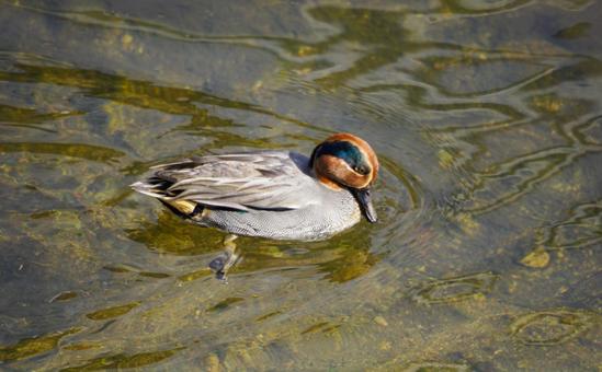 冬陽にきらめく川の鴨 鴨,水鳥,川の写真素材
