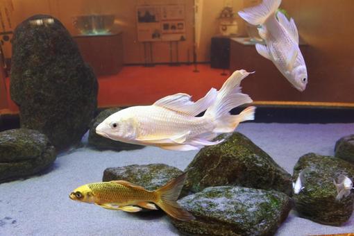 ヒレナガニシキゴイ コイ,鯉,魚の写真素材