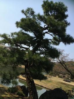 松 風景,木,松の写真素材