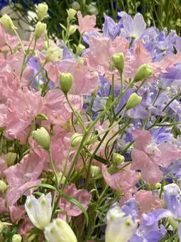 デルフィニュームの写真