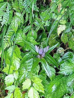 竜胆のつぼみ 竜胆,リンドウ,りんどうの写真素材