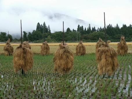 田園風景 田園風景の写真