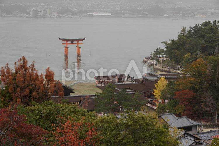 秋の宮島 宮島,厳島,厳島神社の写真素材