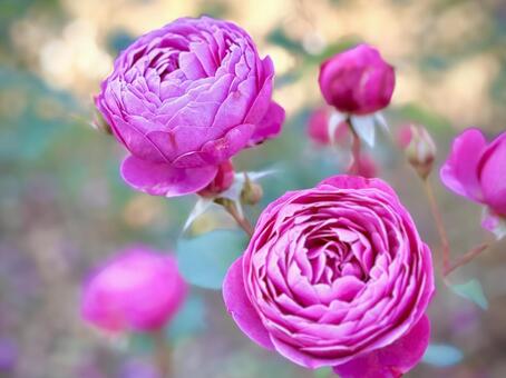 凛とした立ち姿の薔薇 05 薔薇,ソウビ,ショウビの写真素材