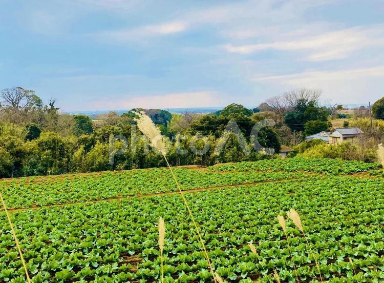 のどかな田舎の景色 自然,田舎,いなかの写真素材