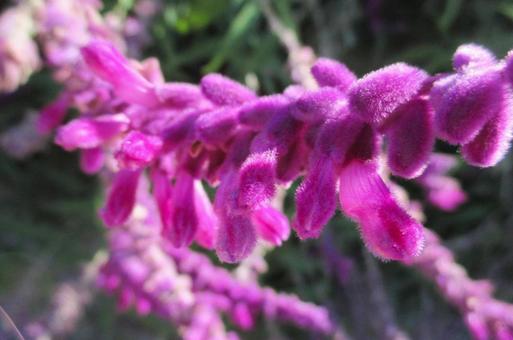 amethyst sage, JPG