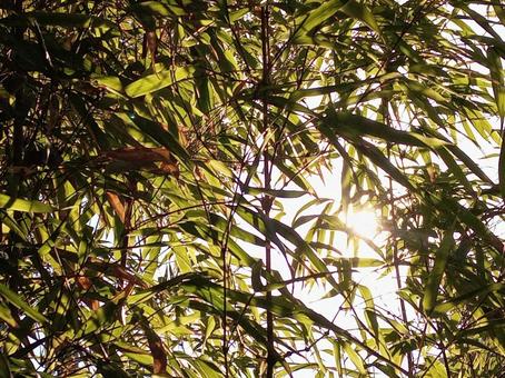 木漏れ日 木漏れ日,笹,木の写真素材