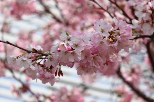 cherry blossoms, pembe, güzel, arka plân, JPG