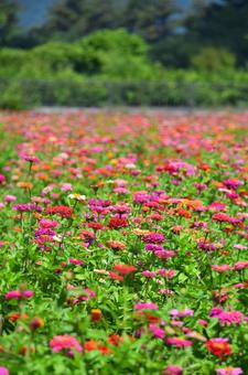 百日草の花畑-1 百日草の花畑-1の写真