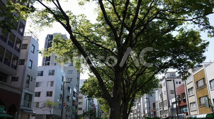 植物のある風景 木,自然,植物の写真素材