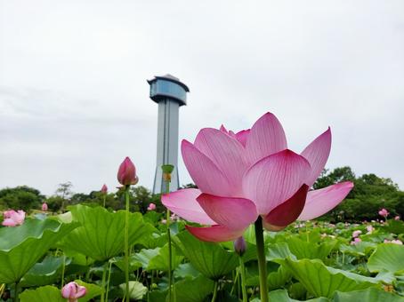 蓮と展望台 蓮と展望台の写真