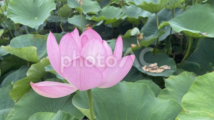 【埼玉】鮮やかな蓮 蓮,花,綺麗の写真素材