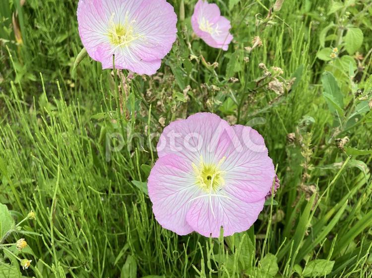 ヒルザキツキミソウ ヒルザキツキミソウ,昼咲き月見草,ピンクの写真素材