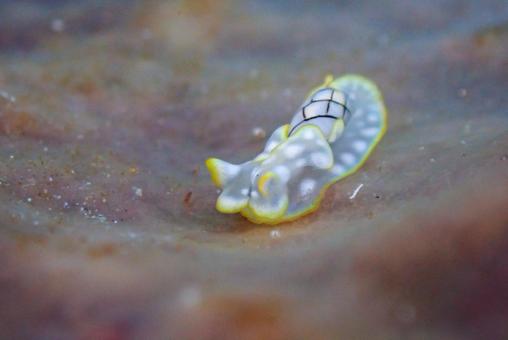 Photo, scuba diving, diving, nuushi, 