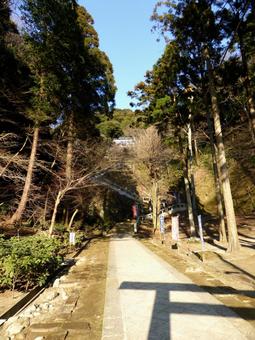 鎌倉、半蔵坊に続く参道の風景 鎌倉、半蔵坊に続く参道の風景 道,歩道,参道の写真素材