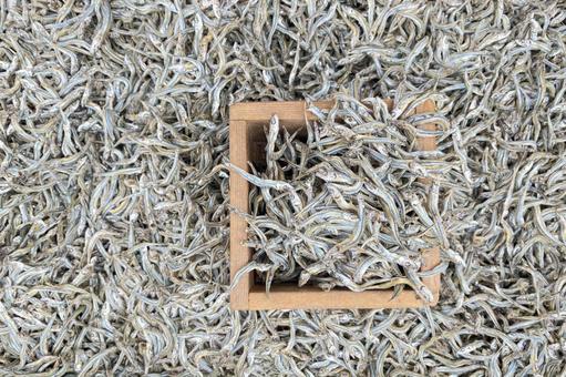 マスで量り売りの煮干し　いりこ 煮干し,イリコ,乾物の写真素材