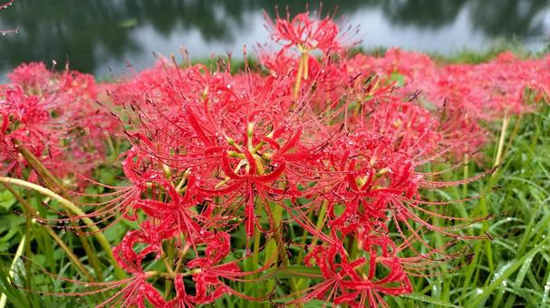 彼岸花 彼岸花 ヒガンバナ,彼岸花,赤色の写真素材