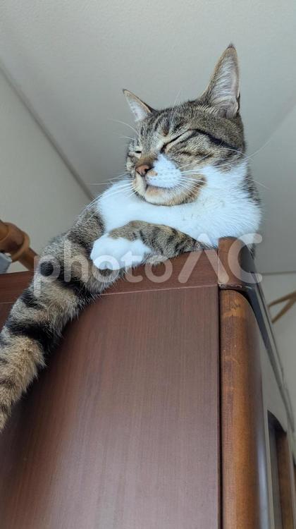 タンスの上の保護猫 ねこ,ネコ,ベットの写真素材