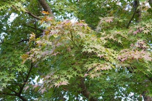 モミジの葉 モミジ,葉,植物の写真素材