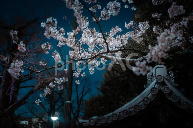 日本の寺の庭園で夜に咲く桜 桜,夜,寺の写真素材