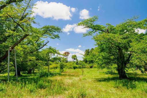 真夏の公園⒆ 真夏の公園⒆の写真