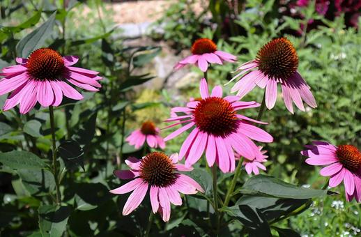 花壇の花 エキナセア 花壇の花 エキナセア エキナセア,ムラサキバレンギク,花の写真素材