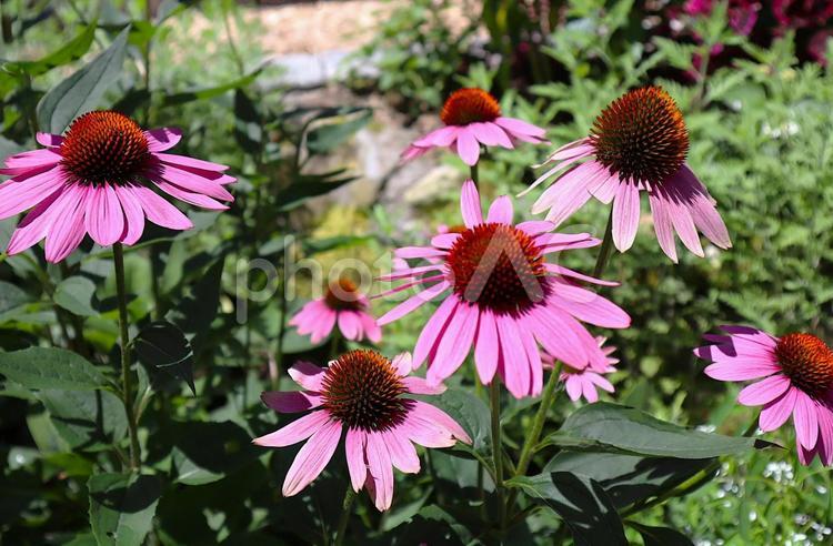 花壇の花　エキナセア エキナセア,ムラサキバレンギク,花の写真素材
