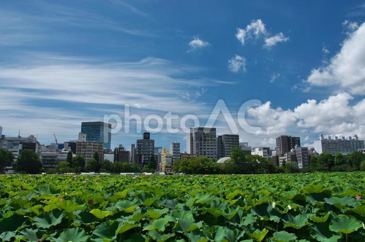 蓮池のある風景 ハス,花,植物の写真素材